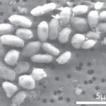 bacteria_arsenic