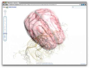 bodybrowser brain 300x230 Smascherato il gene del raptus: nei maschi lalcol lo accende