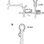 HIV_rNTP