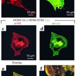 Hcn4