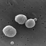 Streptococcus_pneumoniae