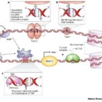 cancer_DNA