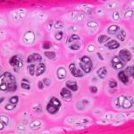 cartilagine_cellule