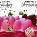 prebiotici
