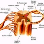 miastenia_congenita