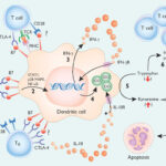 p38MAPK-
