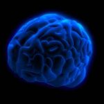 blue_brain_2