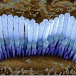 ear_cells