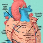 pressione-arteriosa