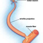 spinalMusc