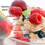 Breast-Cancer-Nutrition