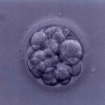 embryonic-stem-cells