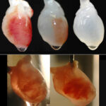 stem_cells_heart