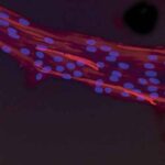 liverstemcell