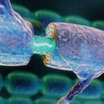 myelin