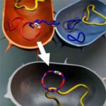 plasmidi_IncP-1