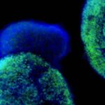 stem_cells