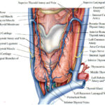 tiroide