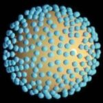 HIV_virus