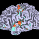 brain