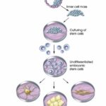 cellule-stam-diff