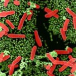 clostridium_difficile