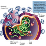 inibitore_proteasi