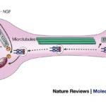 ngf-action