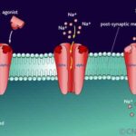 receptors