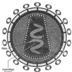 trascrittasi_inversa