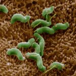 Helicobacter_pylori