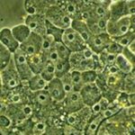 StemCellLive