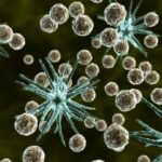 allergeni