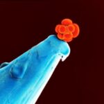 stem-cell