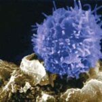 t-cells