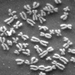 chromosomes