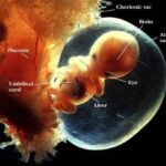 fetus