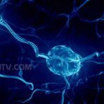 neuroni