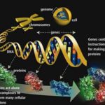 Epigenetica