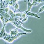 terapia_oncologica