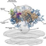 Antibody