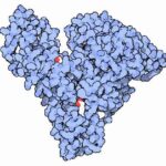 albumin_structure