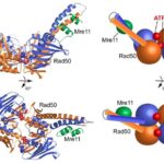 dna_repairing