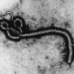 ebola