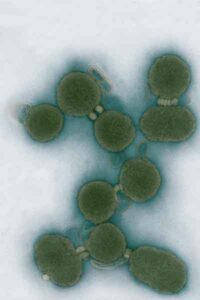 genioma 200x300 Vaccini universali dal genoma sintetico