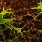 neurons