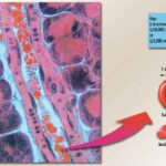 red_blood_cell