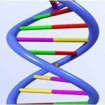 DNA