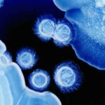 bacterial_teeth