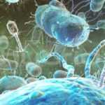 bacteriophage